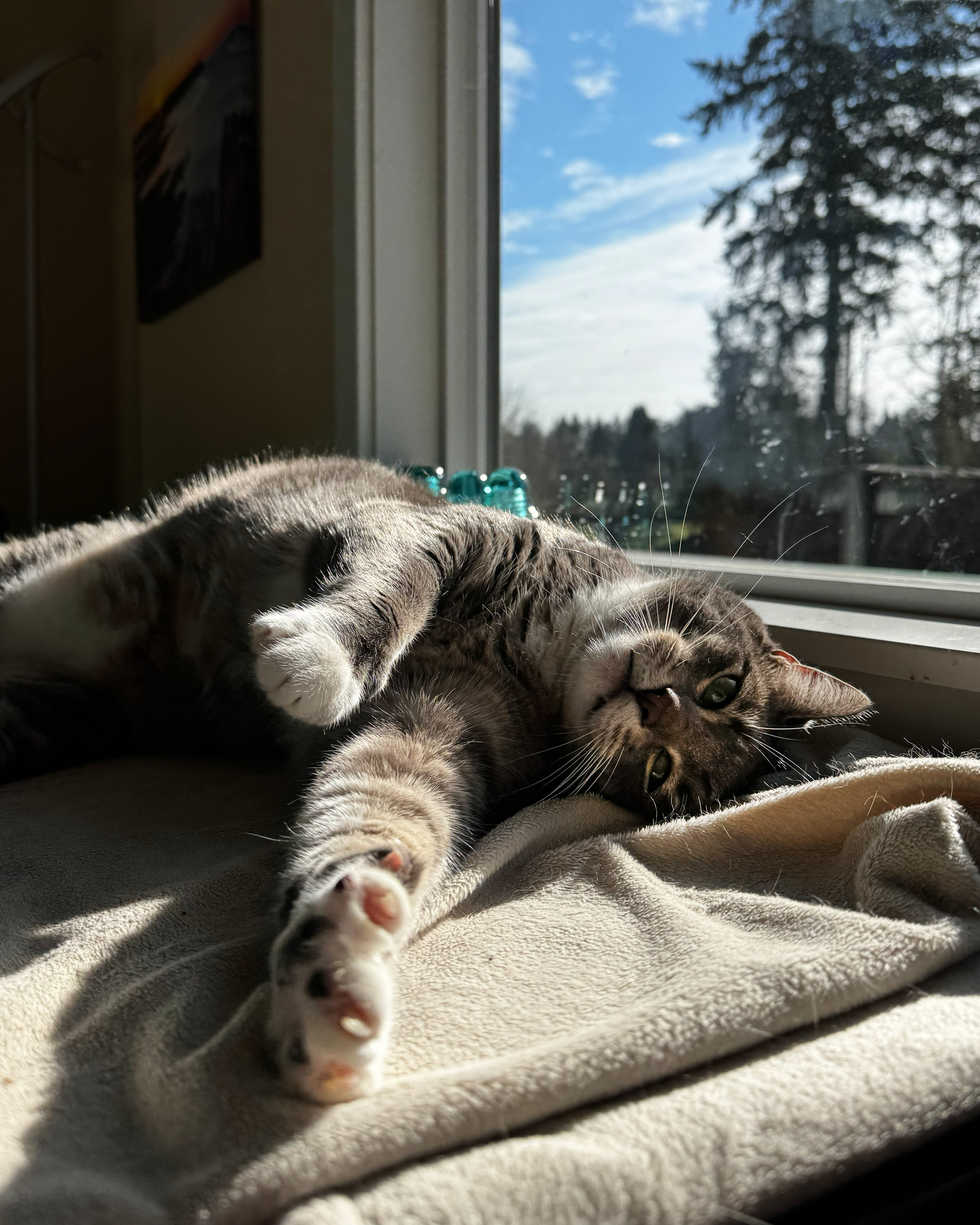 A grey tabby cat named Figgy lounging on their back in a sunbeam by a window, paws stretched out on a soft blanket.